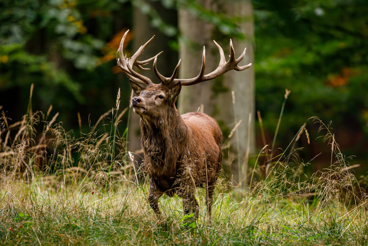 Rothirsch im Wald.